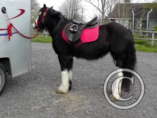 Mischa and Storm XC Comphurst (1)