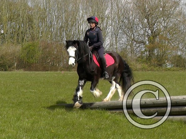 Mischa and Storm XC Comphurst (10)