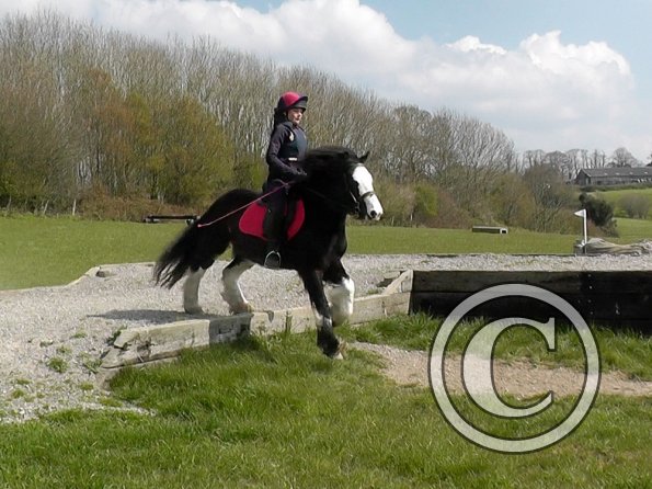 Mischa and Storm XC Comphurst (11)