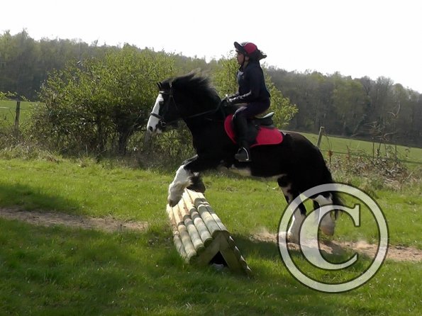 Mischa and Storm XC Comphurst (17)
