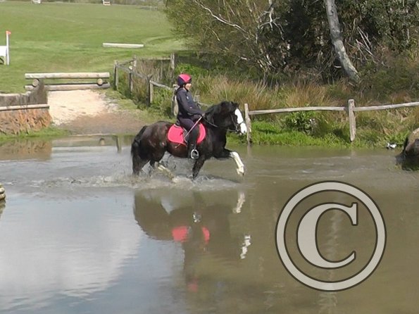 Mischa and Storm XC Comphurst (21)