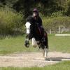 Mischa and Storm XC Comphurst (8)