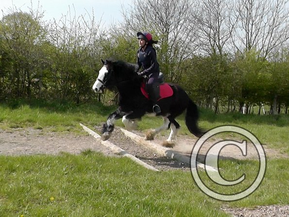 Mischa and Storm XC Comphurst (9)