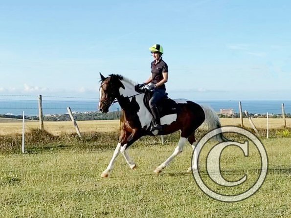 Top field canter early July (1)