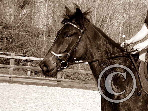 Yas and Leon lesson with Penny (36)