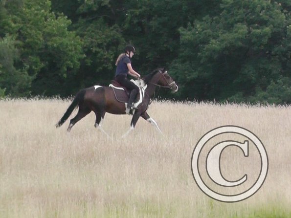 Daisy and Mia XC (15)