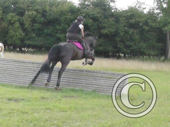 Polly and Sailor XC (3)