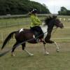 Daisy and Mia on the lunge