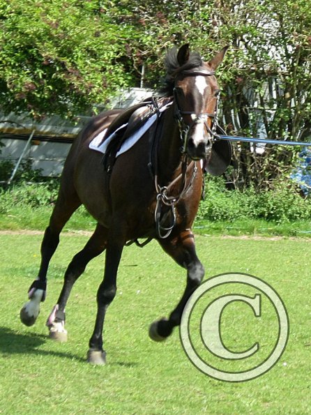 Jumping lesson (10)