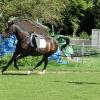 Jumping lesson (8)