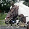 Fee flatwork (6)