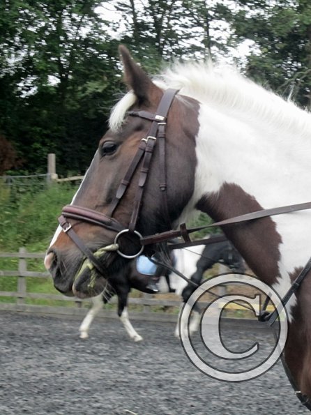 Fee flatwork (6)