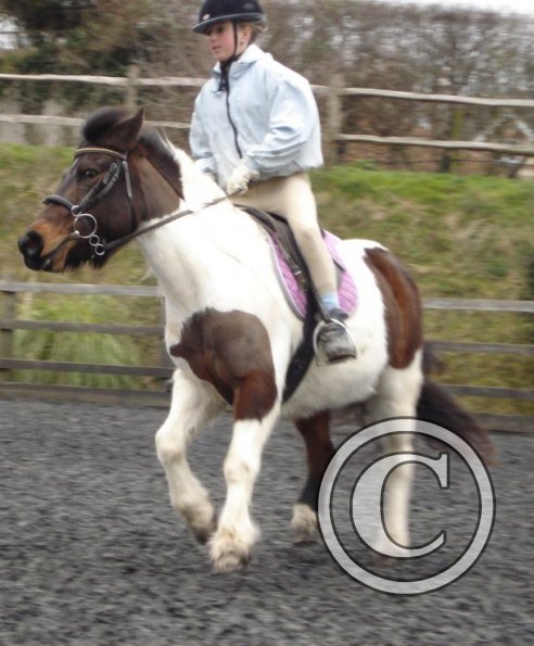 Tilly canter 2