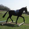 Fluke long reining (10)