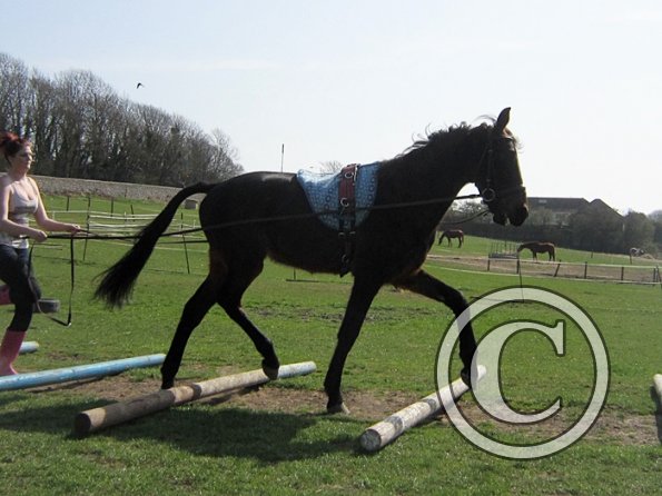 Fluke long reining (10)