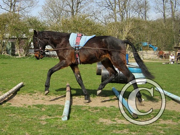 Fluke long reining (11)