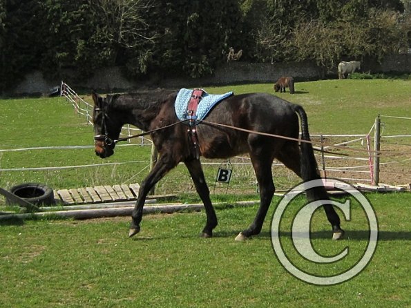 Fluke long reining (12)