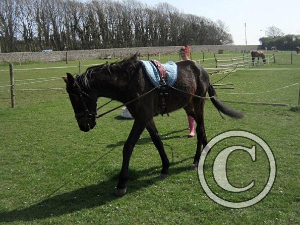 Fluke long reining (2)