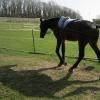 Fluke long reining (3)