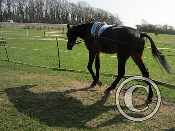 Fluke long reining (3)