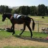 Fluke long reining (4)
