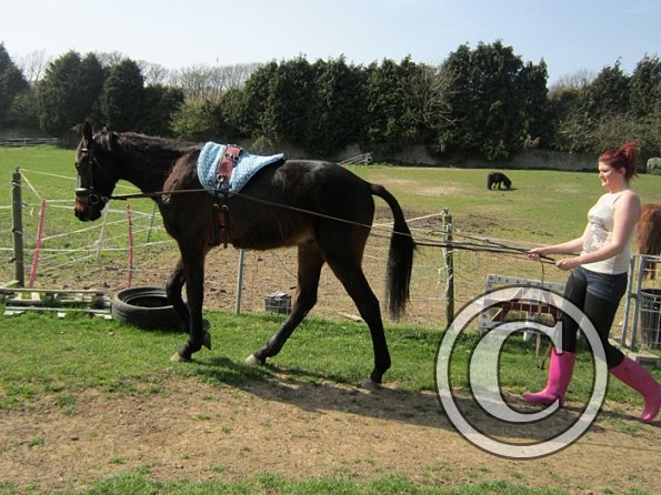 Fluke long reining (4)