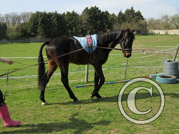 Fluke long reining (5)