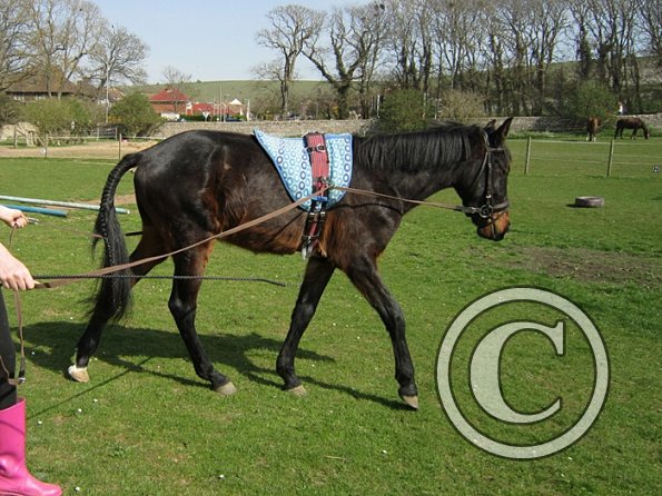 Fluke long reining (6)