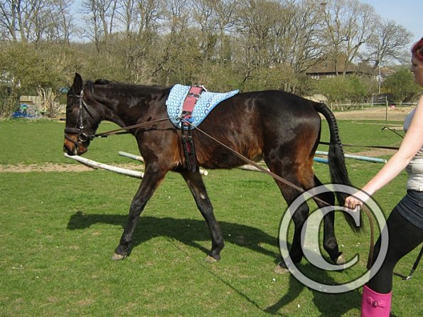 Fluke long reining (7)