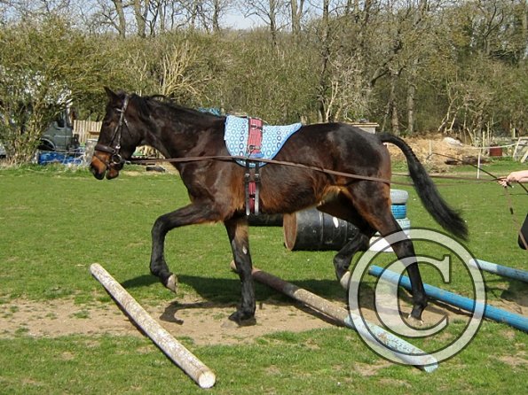 Fluke long reining (8)