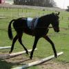 Fluke long reining (9)