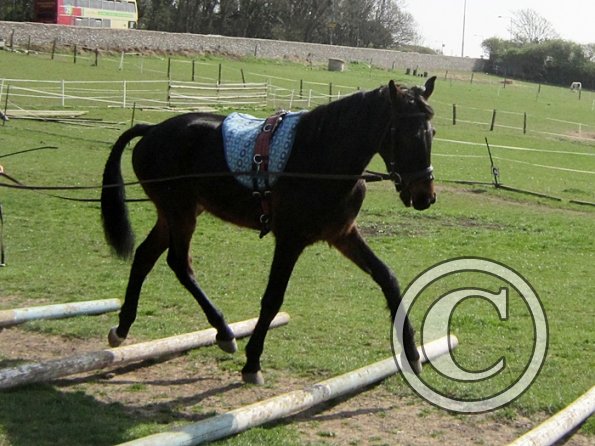 Fluke long reining (9)