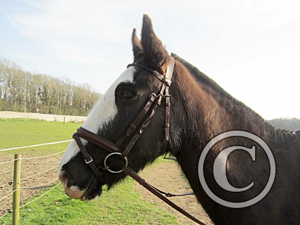 Louise riding Jess (2)