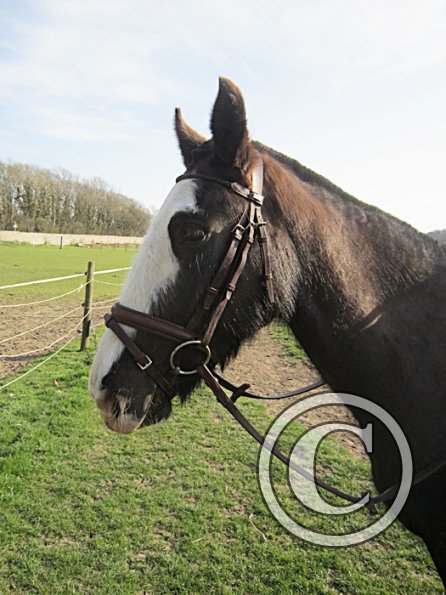 Louise riding Jess (23)