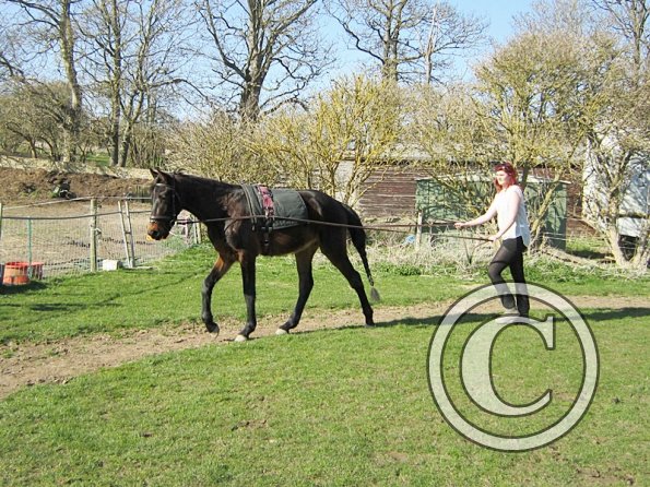 Fluke long reining (2)