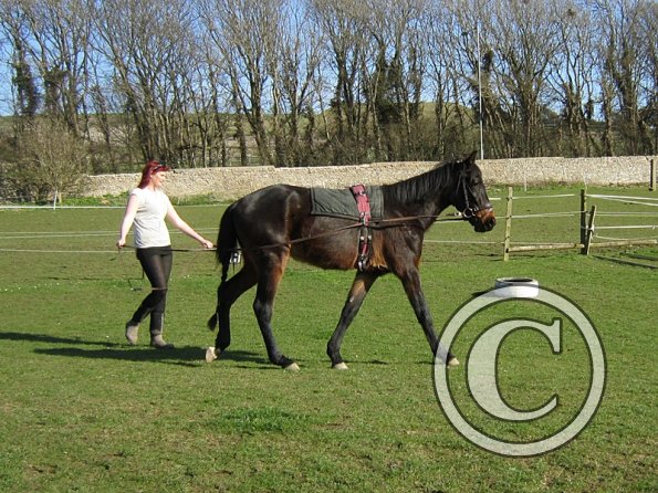 Fluke long reining (3)