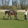Fluke long reining (4)