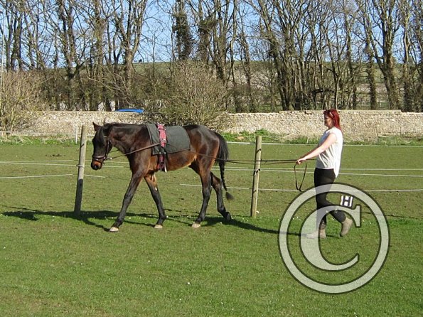 Fluke long reining (4)