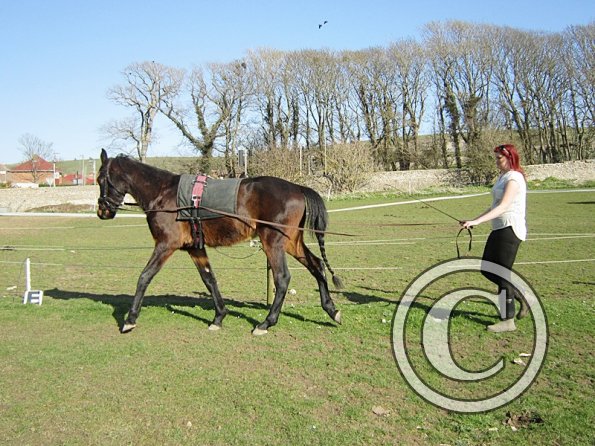 Fluke long reining (5)