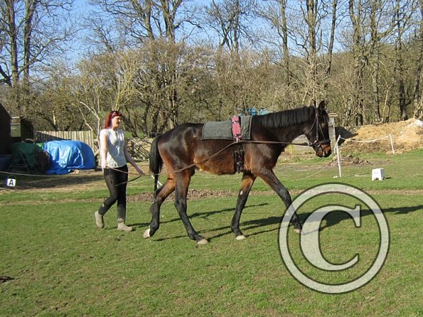 Fluke long reining (6)