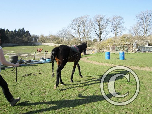 Fluke long reining (7)