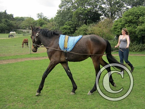 Fluke long reining (10)