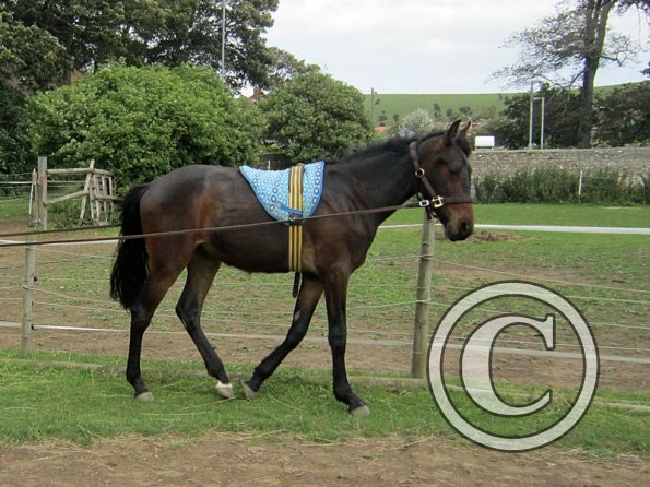 Fluke long reining (11)