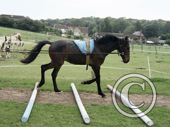 Fluke long reining (12)