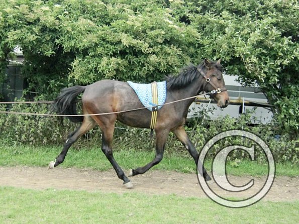 Fluke long reining (13)