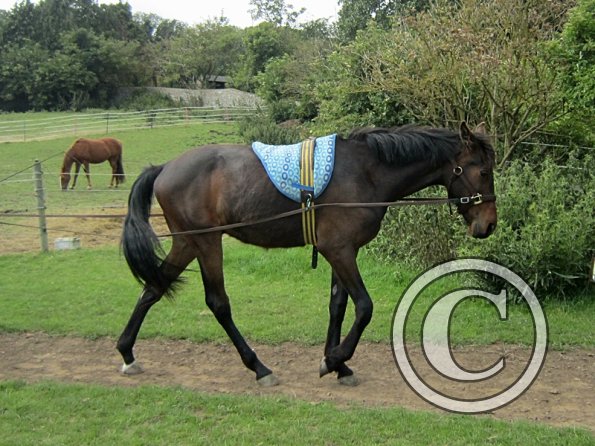 Fluke long reining (2)