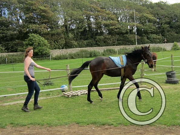 Fluke long reining (3)