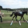 Fluke long reining (4)