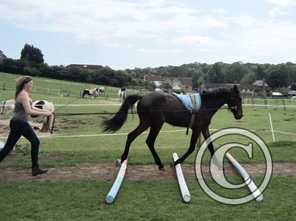 Fluke long reining (4)