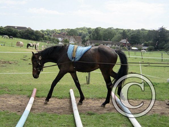 Fluke long reining (5)